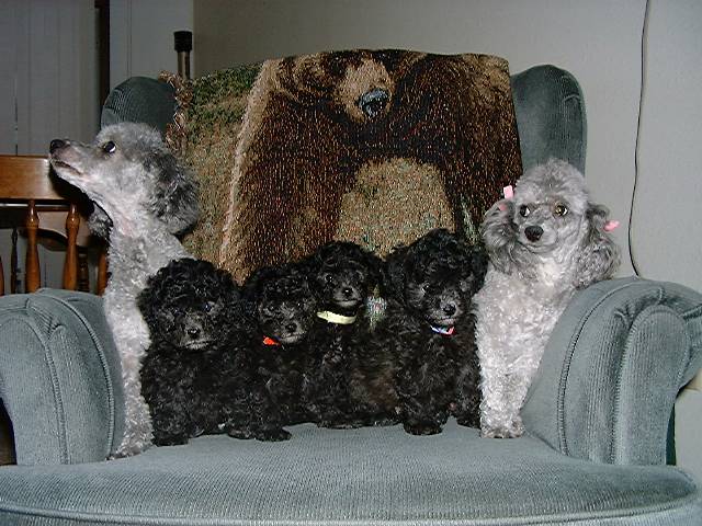 PoodleFamily.jpg